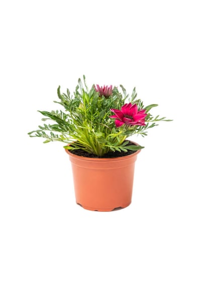 Pembe Beyaz-turuncu-turuncu Sarı Renk Gazanya Çiçeği 3 Adet Saksılı 10-20cm Teras Çiçeği