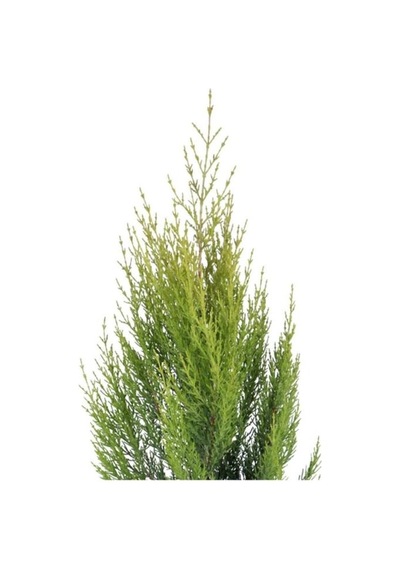 Limoni Servi Limon Çamı 50-80 Cm