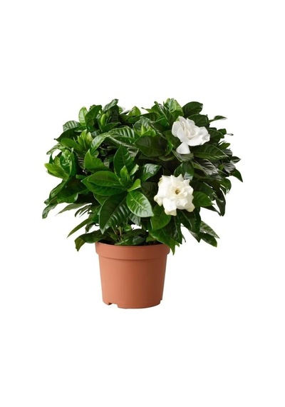 Videolu 1 Adet Çiçekli Yoğun Kokulu Gardenya Çiçeği 20-30 Cm Saksılı Iç Mekan Bitkileri Gardenia