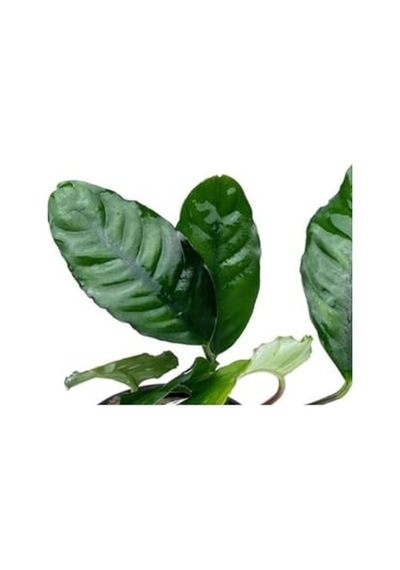 Anubias Coffeefolia Compact Saksı Canlı Bitki