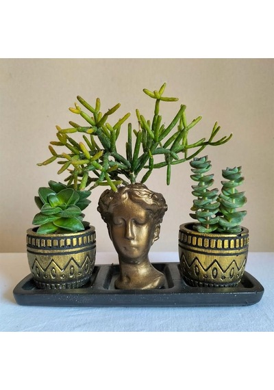 Sedum & Rhipsalis 3'lü Sukulent Seti | Helen Gold Serisi