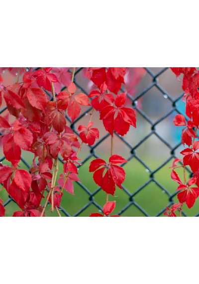 Amerikan Sarmaşığı - Parthenocissus Quinquefolia