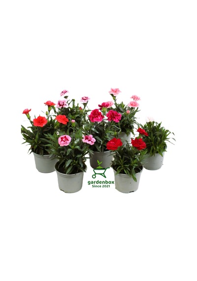 Mis Kokulu Kırmızı Renk Bodur Karanfil 1 Adet Saksılı 15-25cm Red Dianthus
