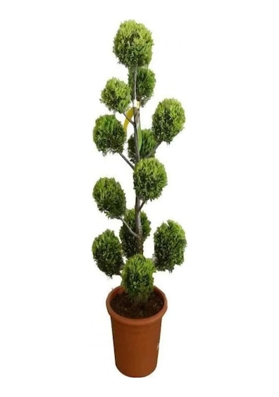 Videolu Leylandi Servi Bitkisi 50 70 Cm 1 Adet Dış Mekan Bitkisi Cupressocyparis Leylandii