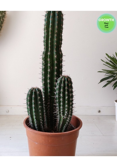 Pachycereus Pecten Aboriginum 1 Adet