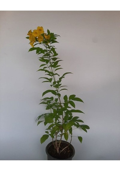 Videolu Sarı Acem Borusu Çiçeği 3 Adet 40-60 Cm Dış Mekan Bitkisi Yellow Campsis Grandiflora