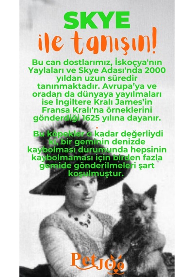 Petjoo 6.Skye Turuncu-Yeşil Qr'lı Köpek Künyesi
