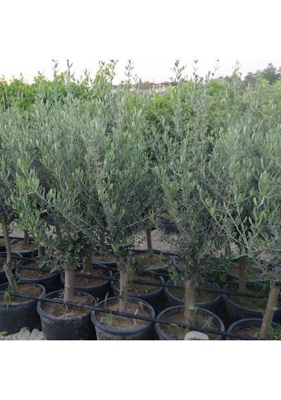Saksıda Yarı Bodur 7-10 Kutur Gemlik Zeytin Fidanı 4-5 Yaş 50-70