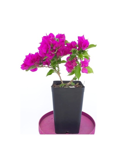 1 Adet Pembe Renk Bodur Begonvil Çiçeği Fidanı 25-45 Cm Saksılı/tüplü Çiçekli Bodur Bitkiler Pink Bougainvillea