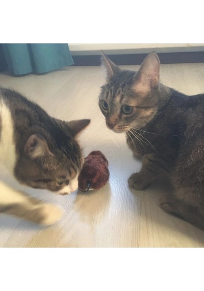 Oyuncak Kurmalı Kedi Eğitim Oyuncağı Tüylü Peluş Fare Yakalama İnteraktif Eğlenceli