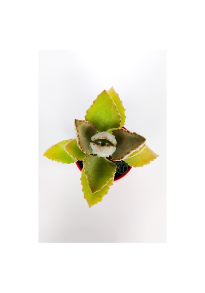 Kalanchoe Beharensis Fang Kadife Yapraklı Sukulent Keçe Bitkisi K