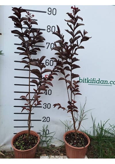 2 Yaş Bodur Kırmızı Yaprak Ve Çiçekli Oya Ağacı-2 Li