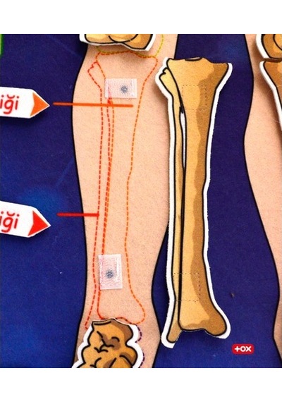 Tox İskelet Sistemi Keçe Duvar Panosu . Eğitici Oyuncak