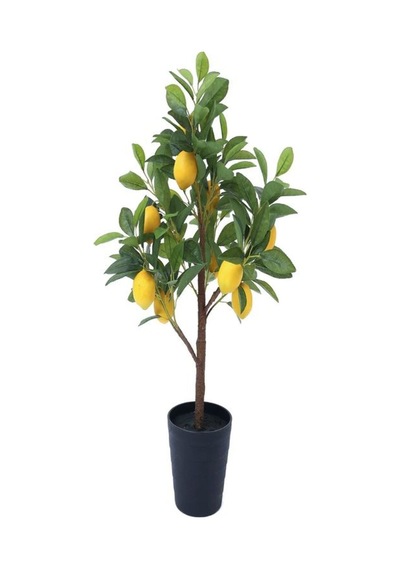 Videolu Mis Kokulu 1 Adet Yediveren Limon Fidanı 80-100cm Saksılı Lemon Sapling