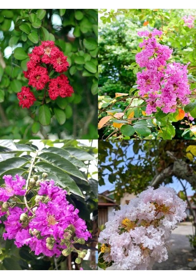 Videolu Oya Ağacı Fidanı Paketi 4 Adet Saksılı/ Tüplü 50-70 Cm Lagerstroemia İndica