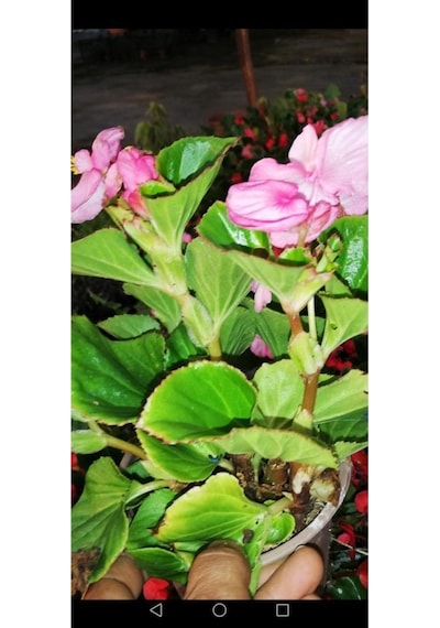 Begonya Çiçeği Fidanı 10-20 Cm Pembe