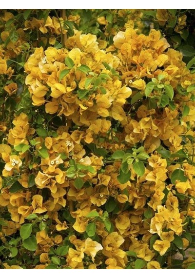 Videolu Sarı Sarıcılı Begonvil Çiçeği Fidanı 40-80 Cm Saksılı Dış Mekan Ağaçları Bougainvillea