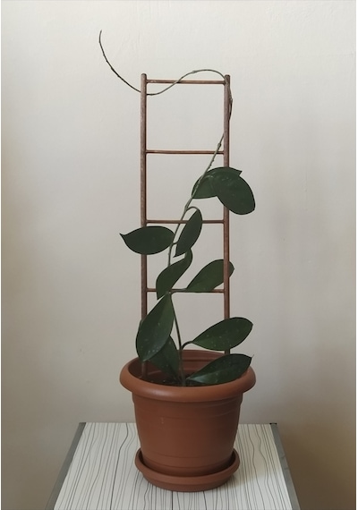 Akat Cosy Saksı Içi Dekoratif Ahşap Bitki Merdiveni 12 X 50 CM