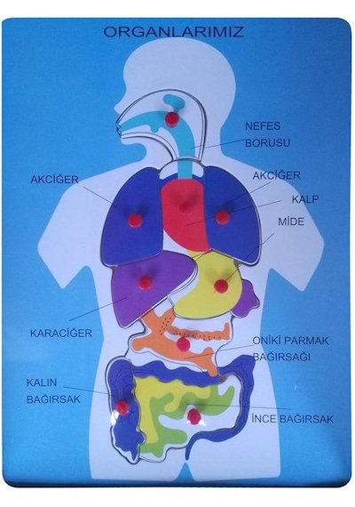 Bubu Ahşap Puzzle Organlarımız
