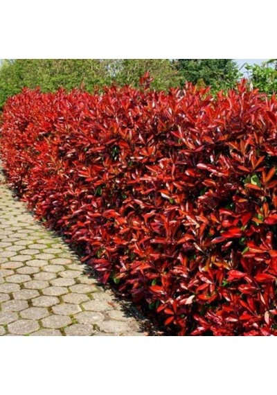 Alev Ağacı Photinia Fidanı 100-120 Cm Boy