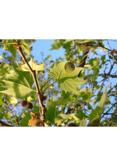 Londra Çınarı Ağacı Platanus X Acerifolia Fidanı 2 Yaş