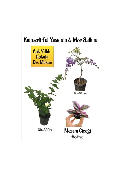 Kokulu Katmer Ful Yasemin Çiçeği+mor Salkım Ağacı Fidanı Telgraf Çiçeği Peyzaj Seti