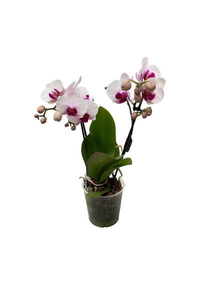 Phalaenopsis 'gibraltar' Beyaz Orkide Ø12 Cm 45-50 Cm