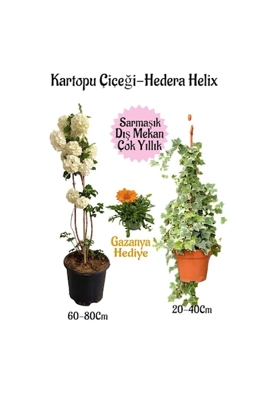 Kartopu Çiçeği 1 Adet +hedera Helix 1 Adet+turuncu Gazanya Hediye Saksılı Bahçe Seti