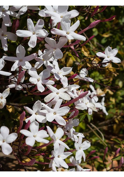 Videolu Çin Yasemini Kokulu Beyaz Renkli 20 60cm 1 Adet Saksılı Fidan Jasminum Polyanthum Jasmine