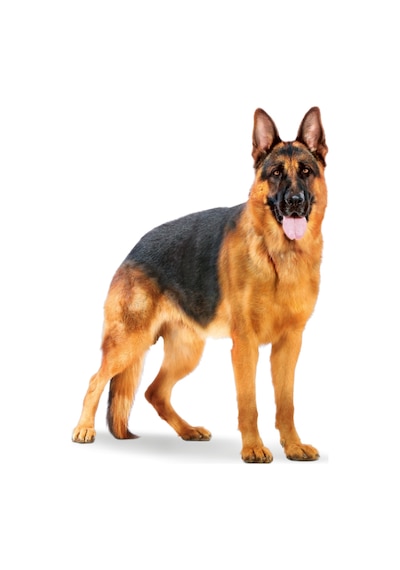Royal Canin Maxi Adult Kümes Hayvanlı Büyük Irk Yetişkin Köpek Maması 15 KG