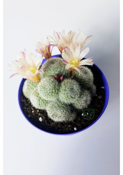 Rebutia Sunrise Bol Yavrulu Çiçek Açan Kaktüs 8.5 Cm Saksıda