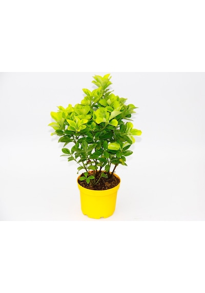 Sarı Gold Taflan Euonymus 10 Adet - Sarı Saksıda  6265
