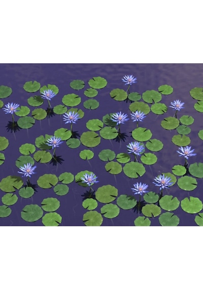 Mavi Lotus Çiçeği Tohumu & Nelumbo Tropikal Çiçek Tohumları 2 Adet Tohum