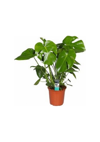 Deve Tabanı Bitkisi 90 110 Cm Monstera Deliciosa Ev Bitkisi Ofis Bitkisi Salon Bitkisi