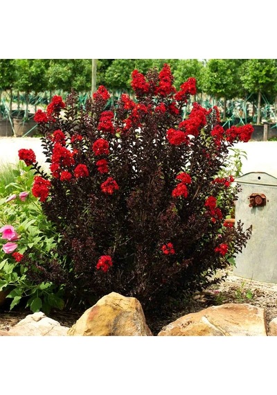 Oya Ağacı Black Best Red Siyah Yapraklı Kırmızı Çiçekli Oya Ağacı 1-2 Yaş