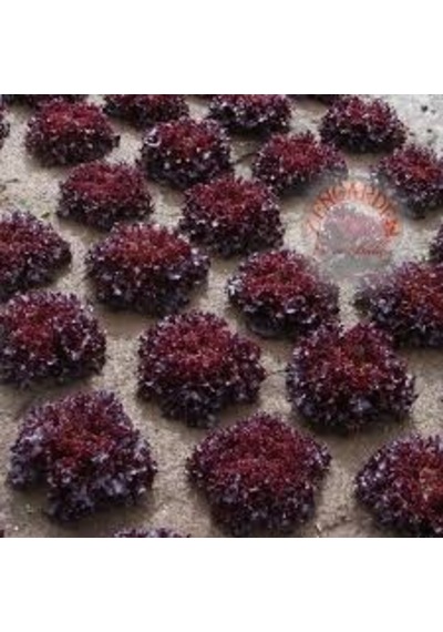 100 Adet Tohum Organik Bahçe Kıvırcık Kırmızı Marul Hobi Bahçe Ta