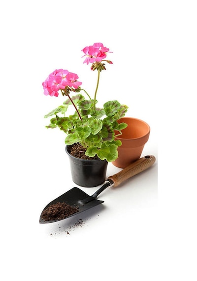 Videolu Mor Pembe 2 Adet Karışık Renk Özel Set Sardunya Fidesi 15-30cm Saksılı Geranium