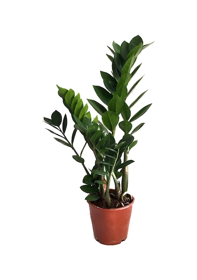 Zamia Zamioculcas (Zeze Çiçeği) Ø12 CM Y35-40 CM