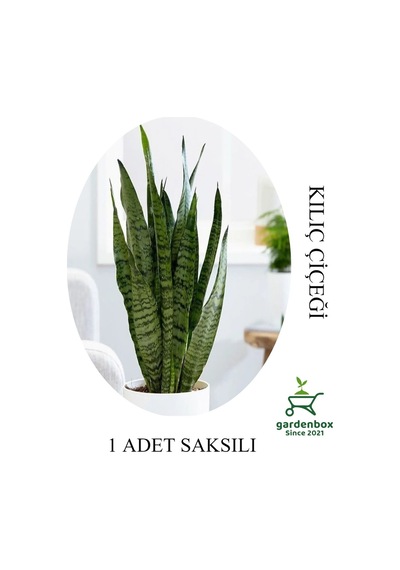 Harika Görünümlü Yeşil Kılıç Çiçeği Salon Bitkisi 1 Adet Saksılı 20-30cm