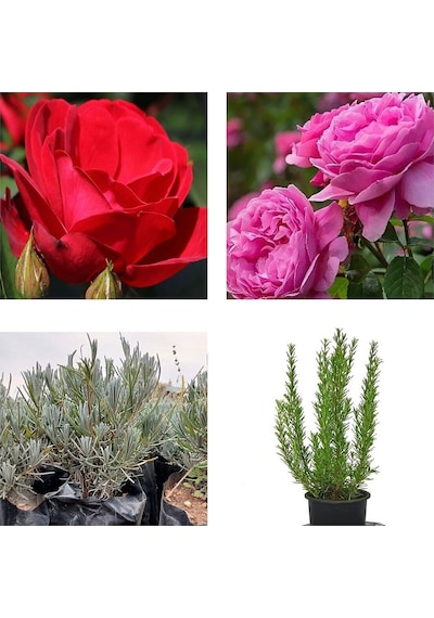 Serada Decor Plant Mezarlık Üstü Çiçekleri 8 Adet Set Mezar Kabristan Çiçeği Çiçekli Bodur Bitki