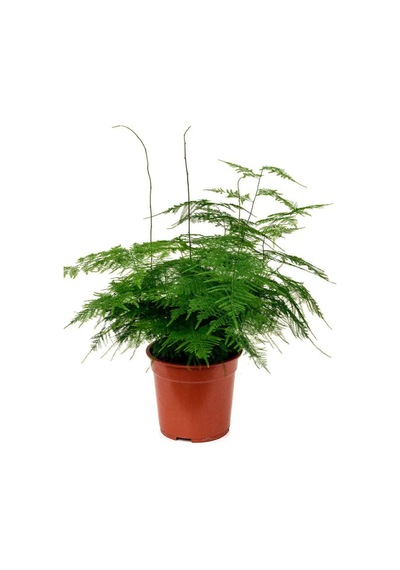 Asparagus Setaceus Tül Kuşkonmaz Çiçeği 1 Adet 15-30cm Salon Çiçeği