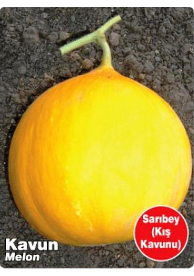 AGRodal Tarım Ata Tohumu Yerli Kavun Sarıbey 100 Adet Tohum