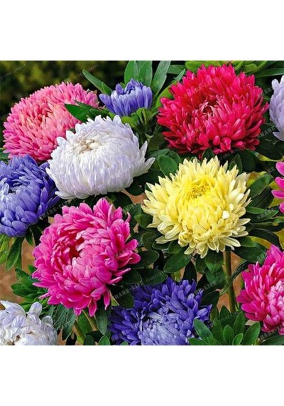 Aster Çiçeği Tohumu Çiçek Tohumu 15 Tohum +Saksı +Toprak +