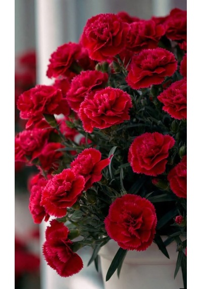 Kırmızı Karanfil Fidanı 1-2 Yaş Arası Dianthus Caryophyllus Canlı Kırmızı Çiçekli