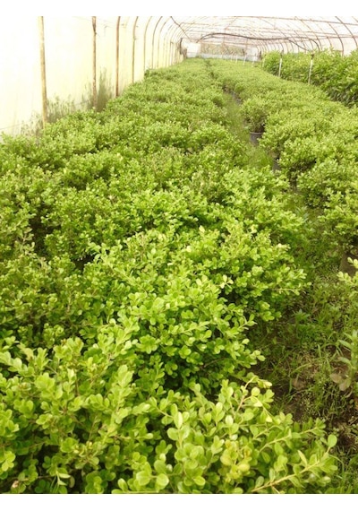 Şimşir Rotundifolia 3 Adet Paket - 4 Mevsim Yeşil Çit Bitkisi