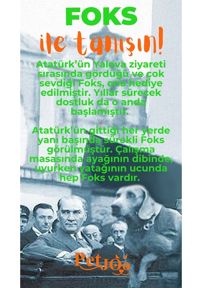 Petjoo 29.Foks Turuncu-Yeşil Qr'lı Köpek Künyesi