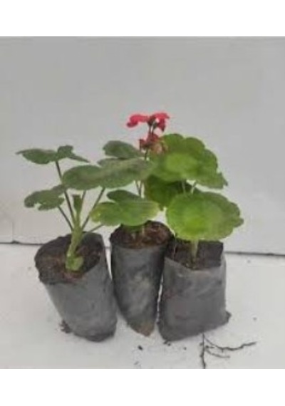 Bordo Sakız Sardunya Çiçeği Fidanı 10-20 Cm