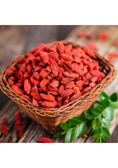 Tüplü Kırmızı Goji Berry Kurt Üzümü Tibet Üzümü Fidanı