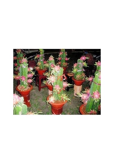 Cüce Ejder Meyvesi Tohumu+saksı+toprak Seti Diğer 79730190