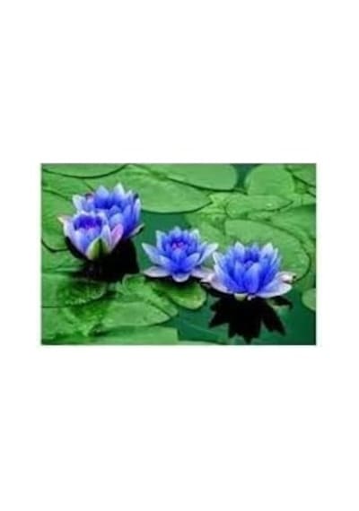 10 Adet Mavi Lotus Tohumu Nilüfer Tohumu